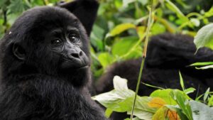 Mgahinga Gorilla National Park
