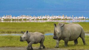 Rhinos and flamingos at Lake Nakuru during a Kenya safari tour and African wildlife adventure