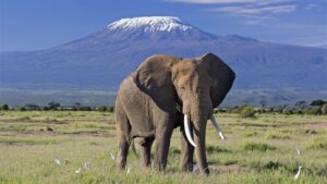 An elephant with Kilimanjaro Backdrop soptted on an Amboseli Day Trip