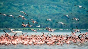 Flamingoes at Lake Nakuru National Park