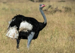 Somali Ostrich one of the Samburu Special Five Animals