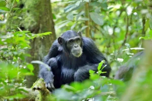 Kibale National Park