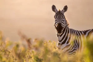 Ol Pejeta Conservancy