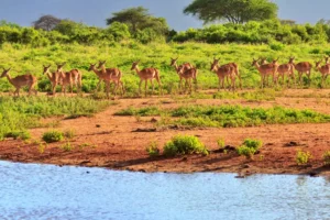Tsavo East National Park