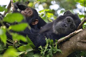 Gorillas in Gombe Stream National Park