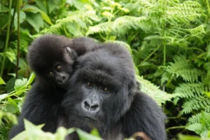 Visit Rwanda and witness the amazing Gorilla trekking