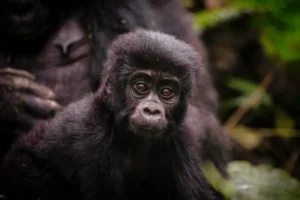 Gorilla Trekking on Uganda Safaris