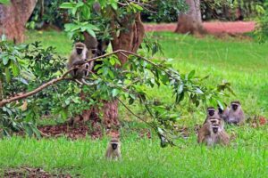 Monkeys at Entebbe Botanical Gardens