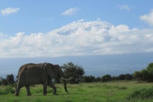Elephant phographed with Kilimanjaro Backdrop on a 6 Day Kenya Safari