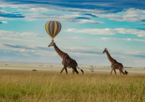 Balloon Safari at Masai Mara with Giraffes. Photo taken on a 6 day Kenya Safari