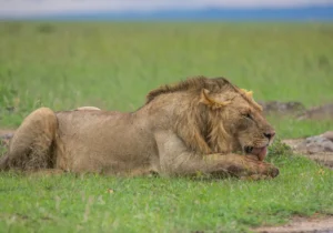 Lions spotted on a 6 Day Kenya Safari Itinerary