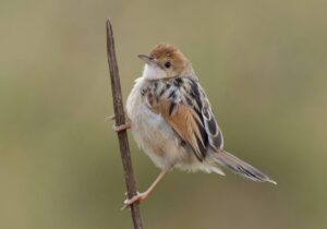 Cisticola spotted on an 11 Day Kenya Birding Safari