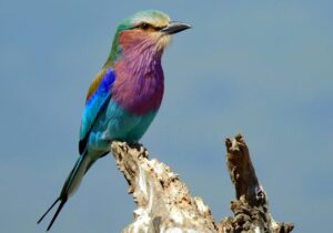 Lillac Breasted Roller spotted during a 11 Day Birding safari