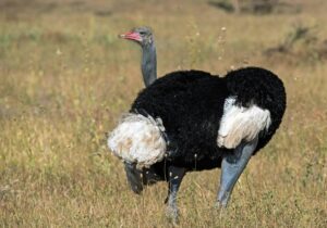 Somali Ostrich spotted during an 11 day birding safari in Kenya