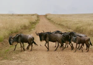 Wildebeest crossing the Road in Masai Mara