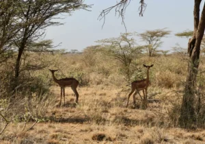 Gerenuk at Samburu Spotted on the 10-Day Kenya Safari. It is one of the Samburu Special Five Animals
