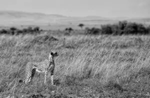 Nora The Cheetah Killed in Mara, Photo By Ralf Tobias