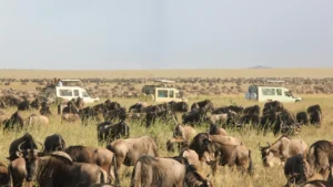 A big herd grazing during the The Wildebeest Migration
