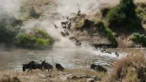 The Wildebeest Migration at Mara River