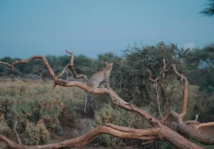 Leopard Sighting at an evening in Samburu