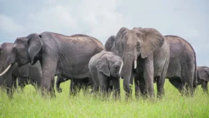 Elephants captured during Masai Mara safaris from Nairobi