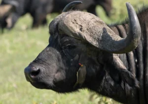 A male African Buffalo on of the Big Five Animals