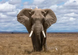 African Elephant spotted on a Big Five Animals In Kenya Safari