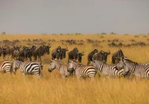 Wildebeest Migration