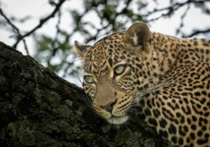 Leopard one of the Big Five Animals spotted in the Mara