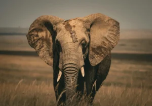 An Elephant Photographed at Masai Mara National Reserve