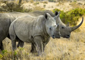A Photo of Southern White Rhinoceros By Shiku