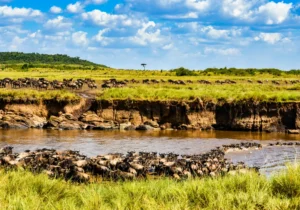 the Great Wildebeest Migration at Masai Mara National Reserve