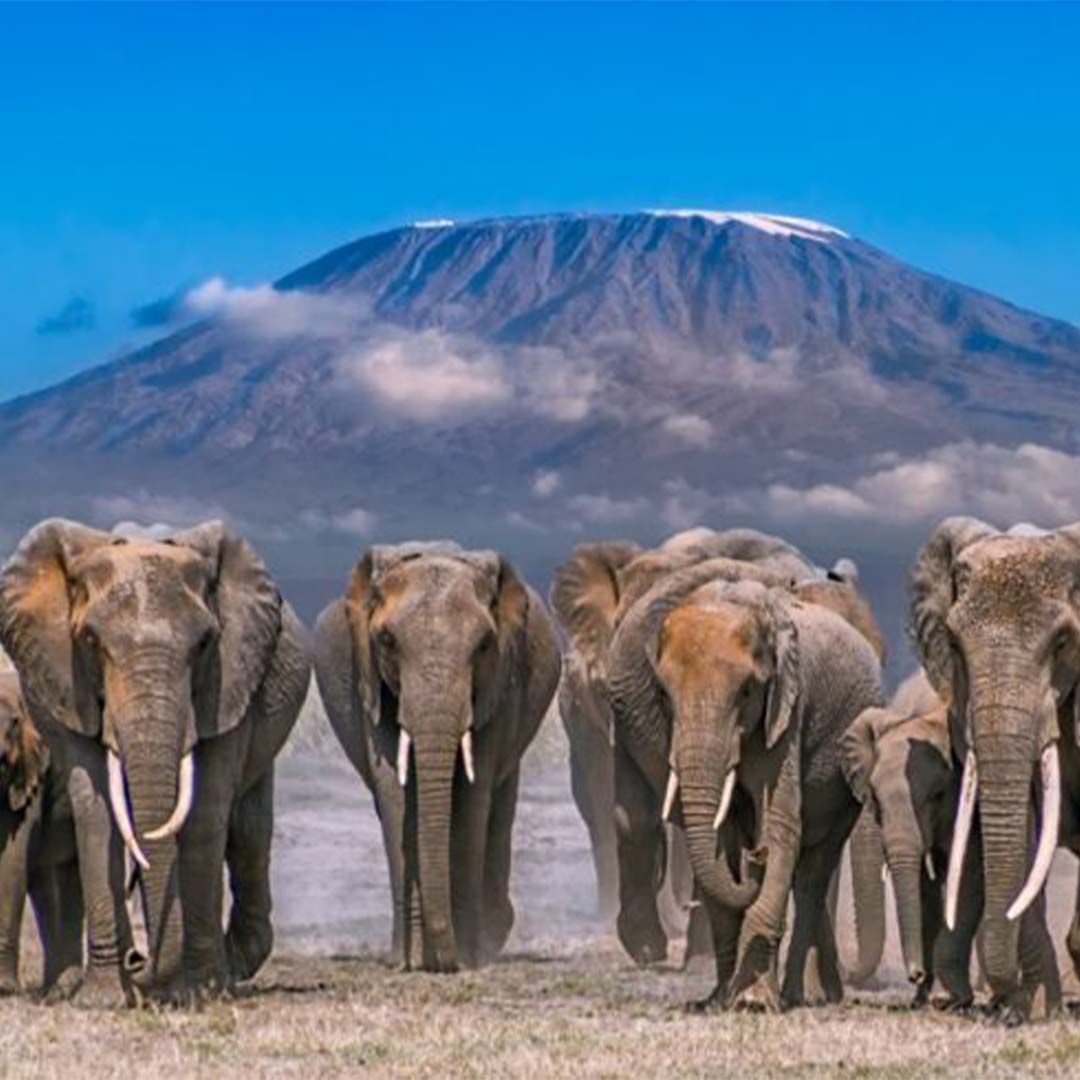 Amboseli