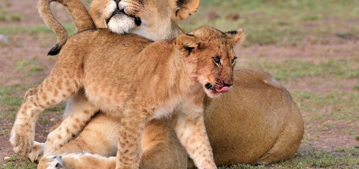 Lion and its Cub at Ol Kinyei Conservancy