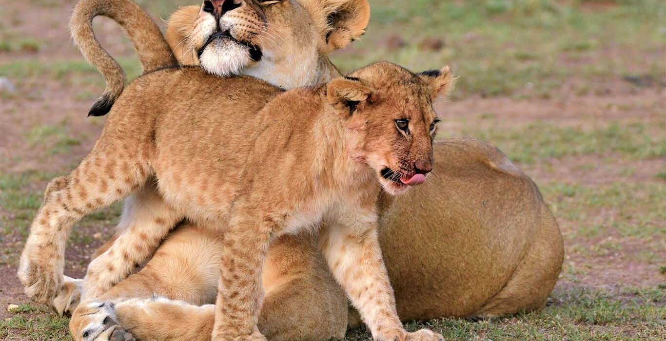 Lion and its Cub at Ol Kinyei Conservancy