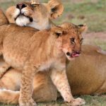 Lion and its Cub at Ol Kinyei Conservancy