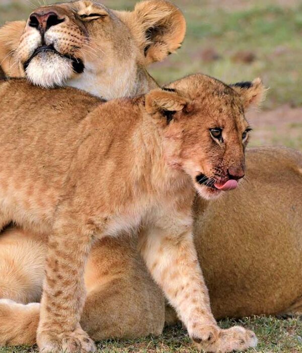 Lion and its Cub at Ol Kinyei Conservancy