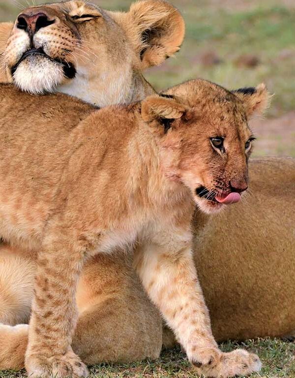 Lion and its Cub at Ol Kinyei Conservancy