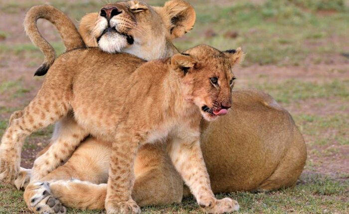 Lion and its Cub at Ol Kinyei Conservancy