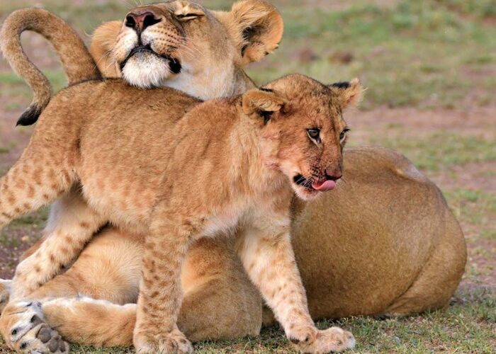 Lion and its Cub at Ol Kinyei Conservancy