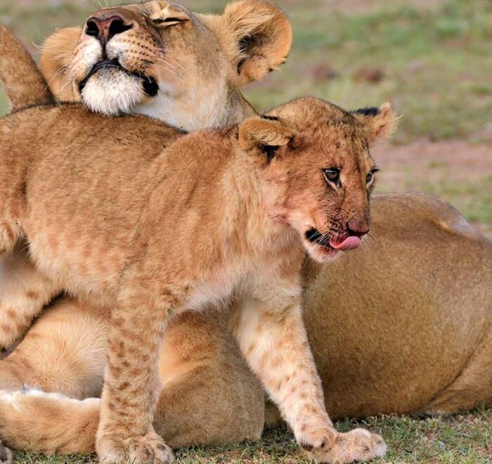 Lion and its Cub at Ol Kinyei Conservancy