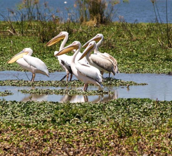 Lake Naivasha