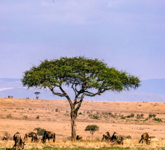 A photo of a Balanite with Wildbeest captured on a 6-Day Safari
