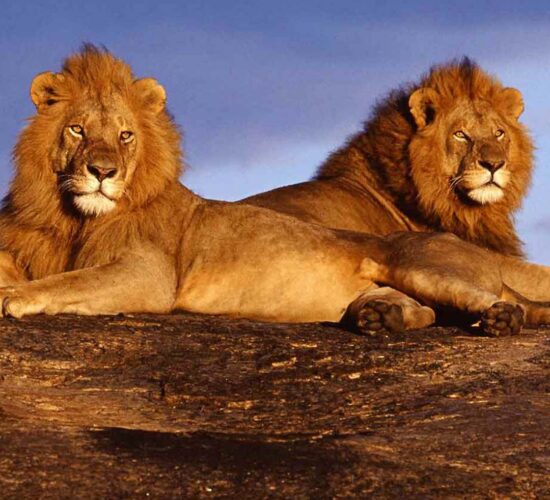 Tsavo East