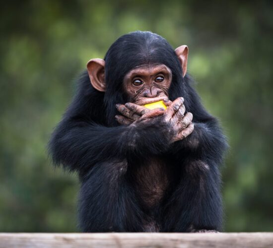 Sweetwaters Chimpanzee Sanctuary chimpanzees on a 1-Day Ol Pejeta Safari