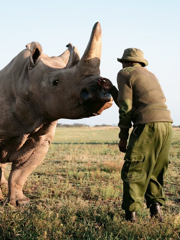 Northern white rhino at Ol Pejeta Conservancy during 6-day Kenya Safari