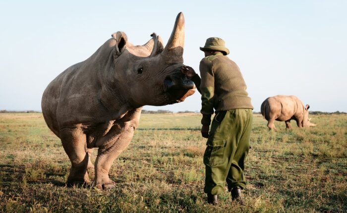 Northern white rhino at Ol Pejeta Conservancy during 6-day Kenya Safari