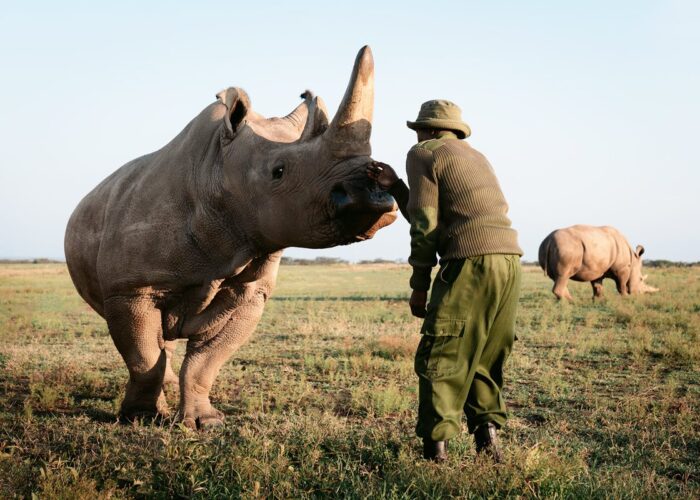 Northern white rhino at Ol Pejeta Conservancy during 6-day Kenya Safari