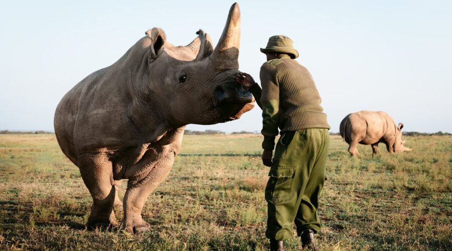 Northern white rhino at Ol Pejeta Conservancy during 6-day Kenya Safari