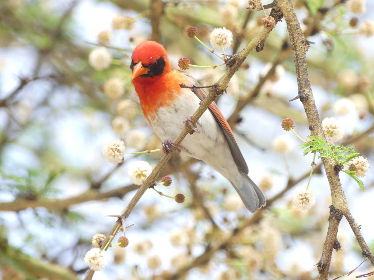 Birding Safaris